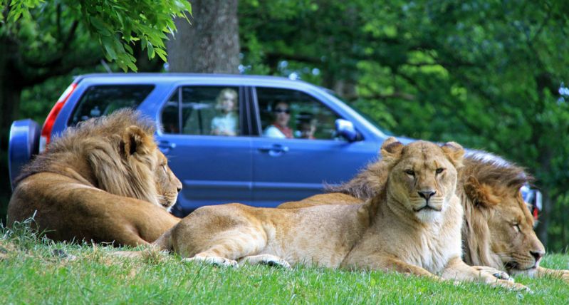 People driving through Lion enclosure at Longleat